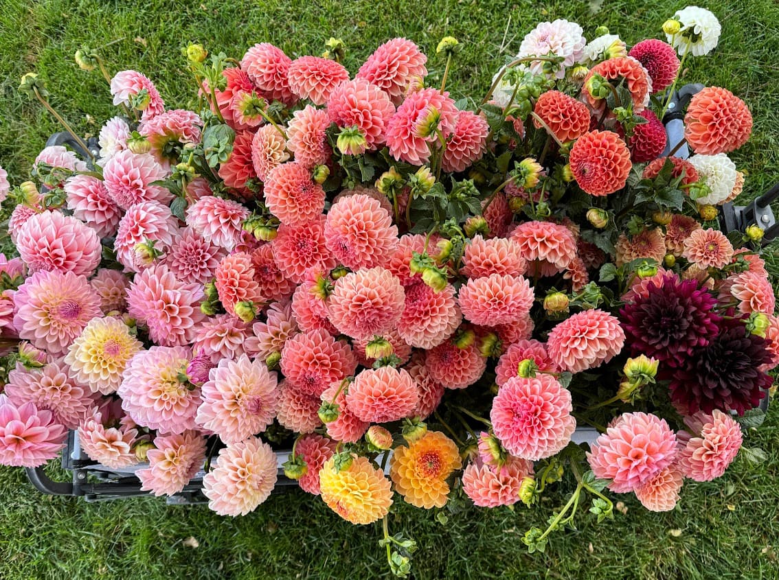 Foothill Farm Flowers - Image 1