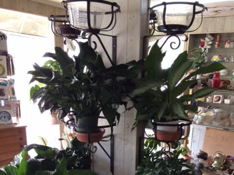 Kenward's Flowers - Image 1