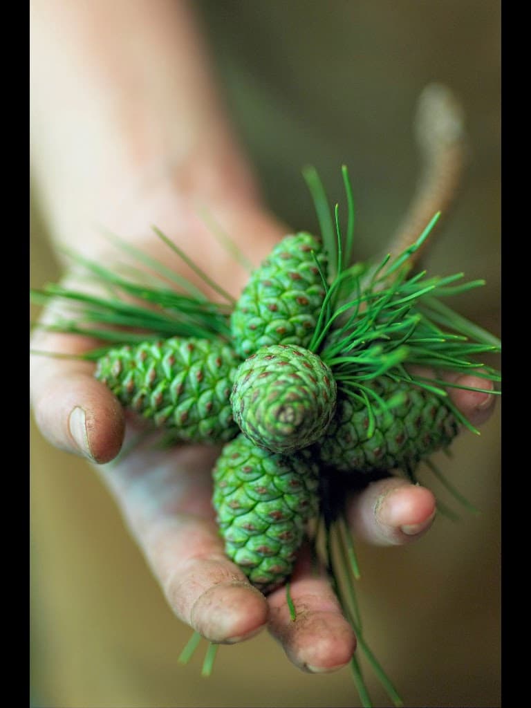 Whispering Pines of Chappaqua - Image 1