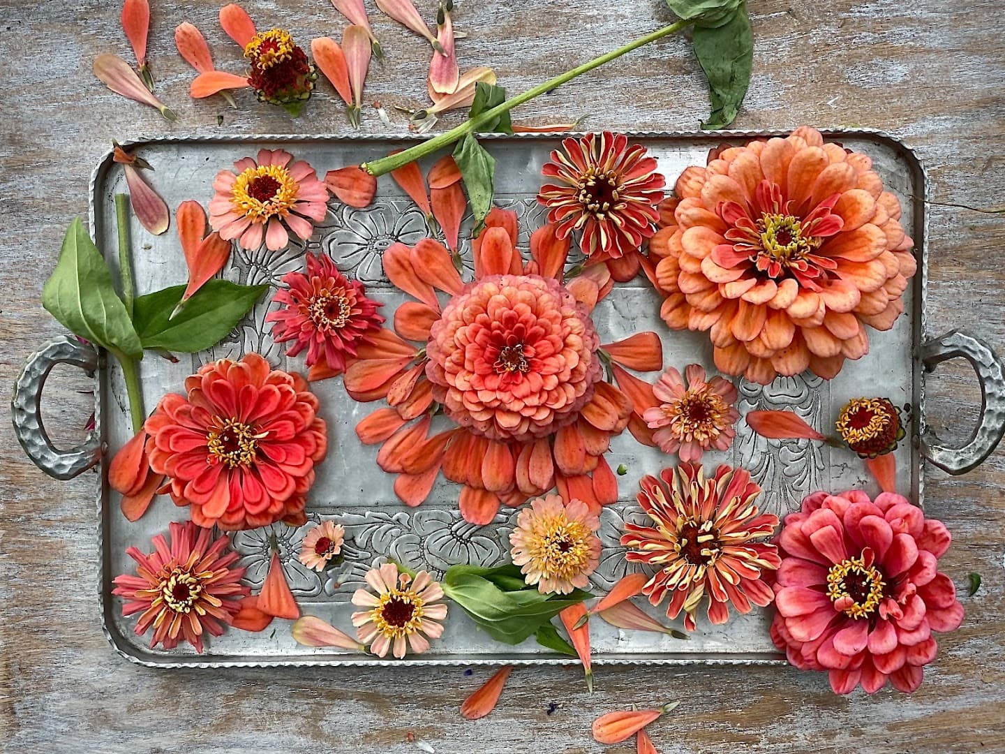 Lavender’s Blue Mn - Image 1