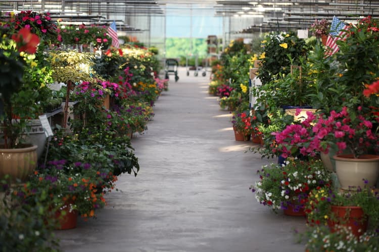 Country Flower Farms - Image 1