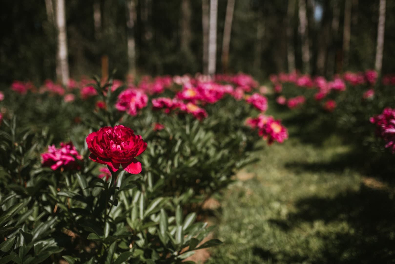 Alaska Blooms - Image 1