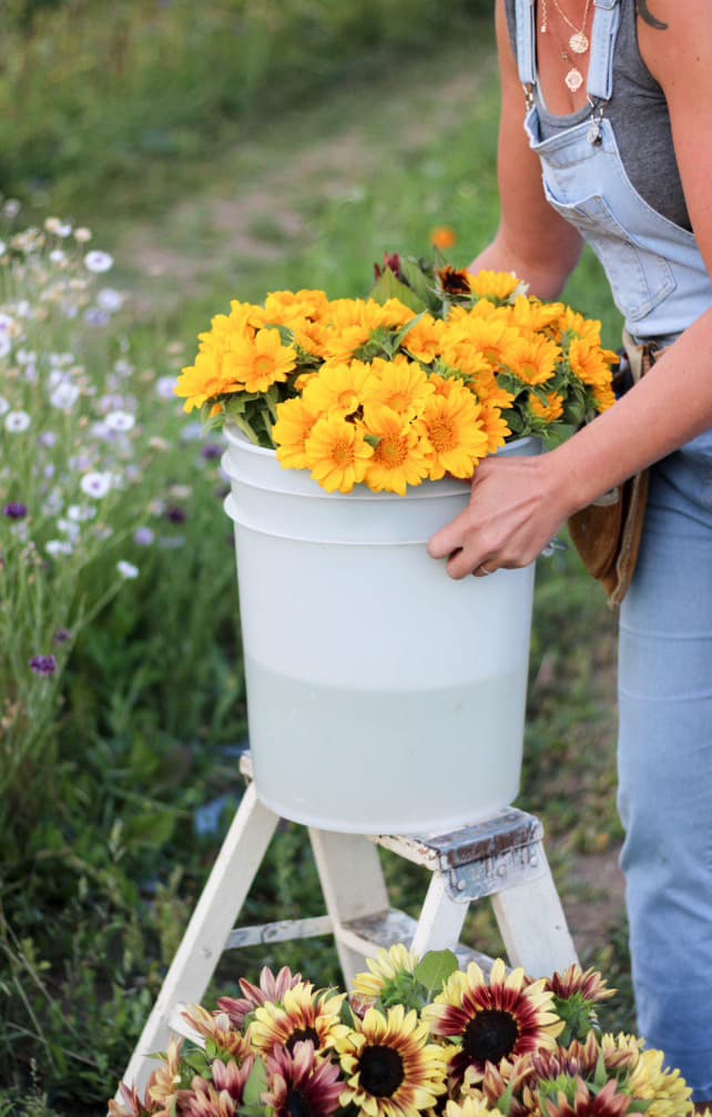 Blue Bonnet Flower Farm - Image 1