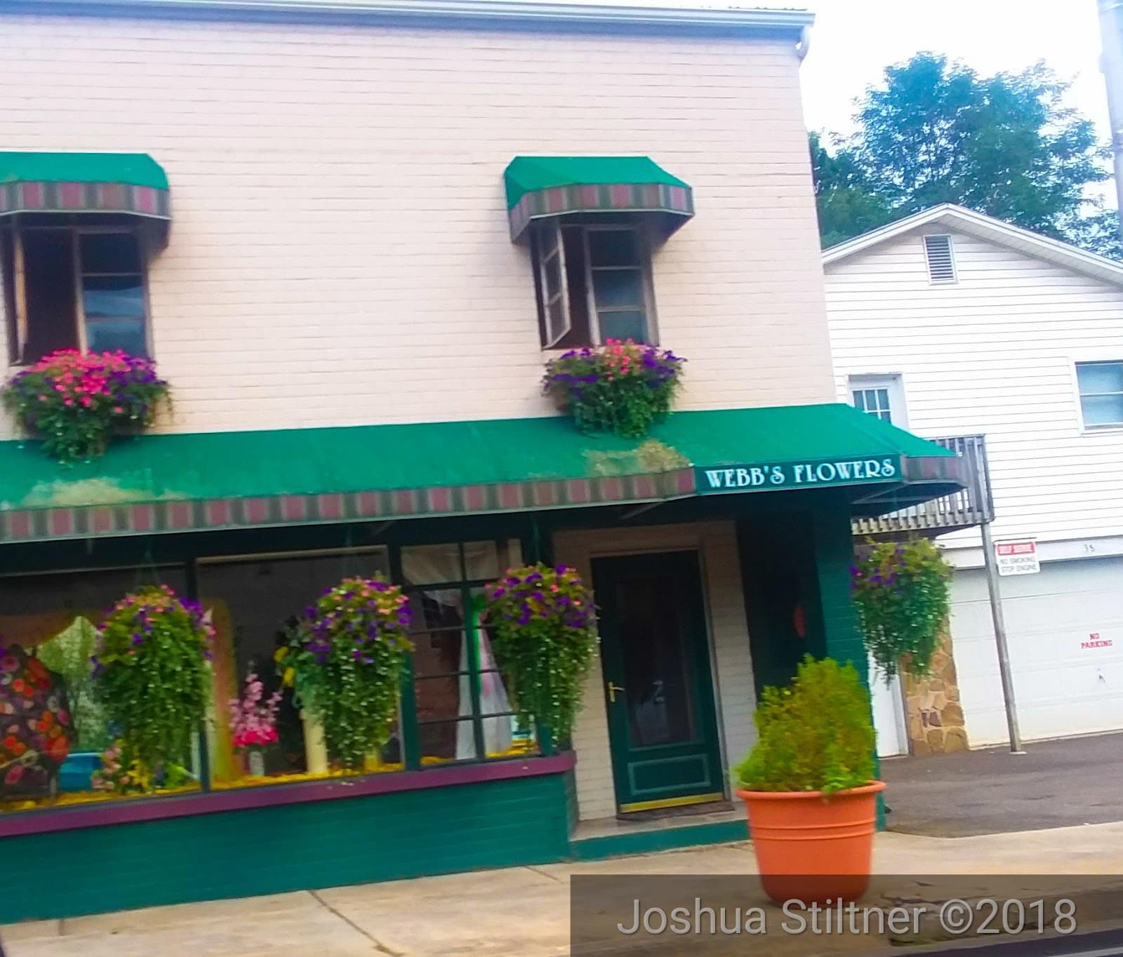 Webb's Flowers - Image 1