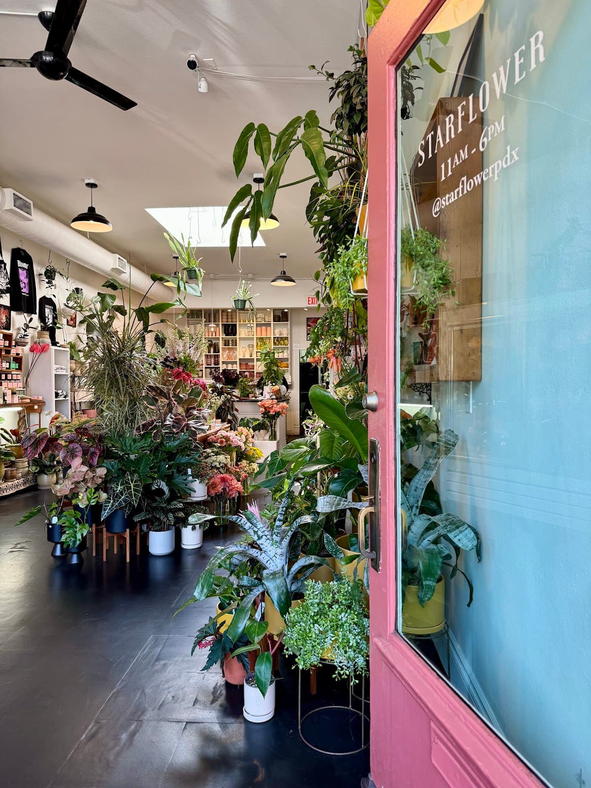 Starflower - Image 1