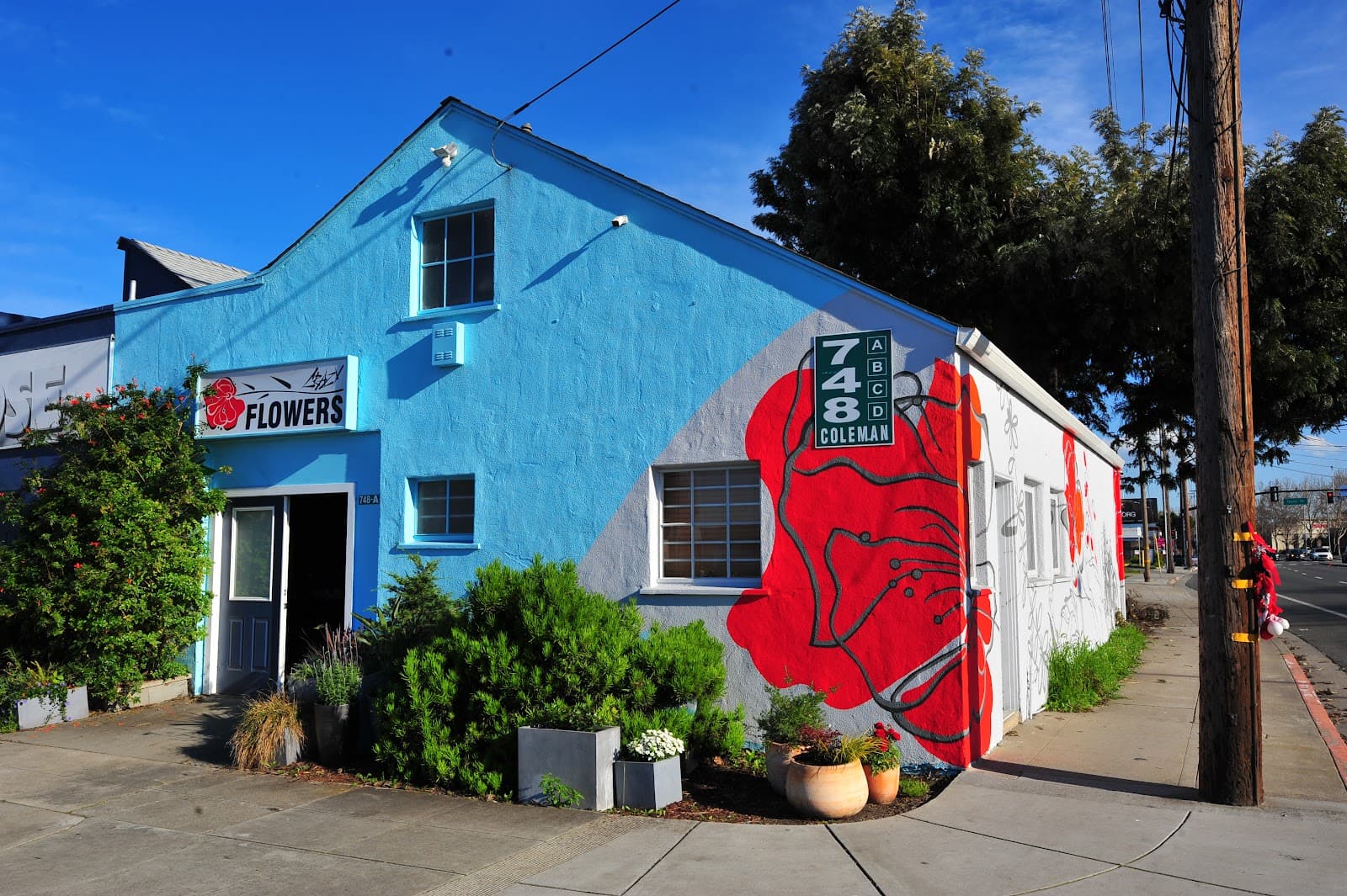 Crazy Flower - Image 1