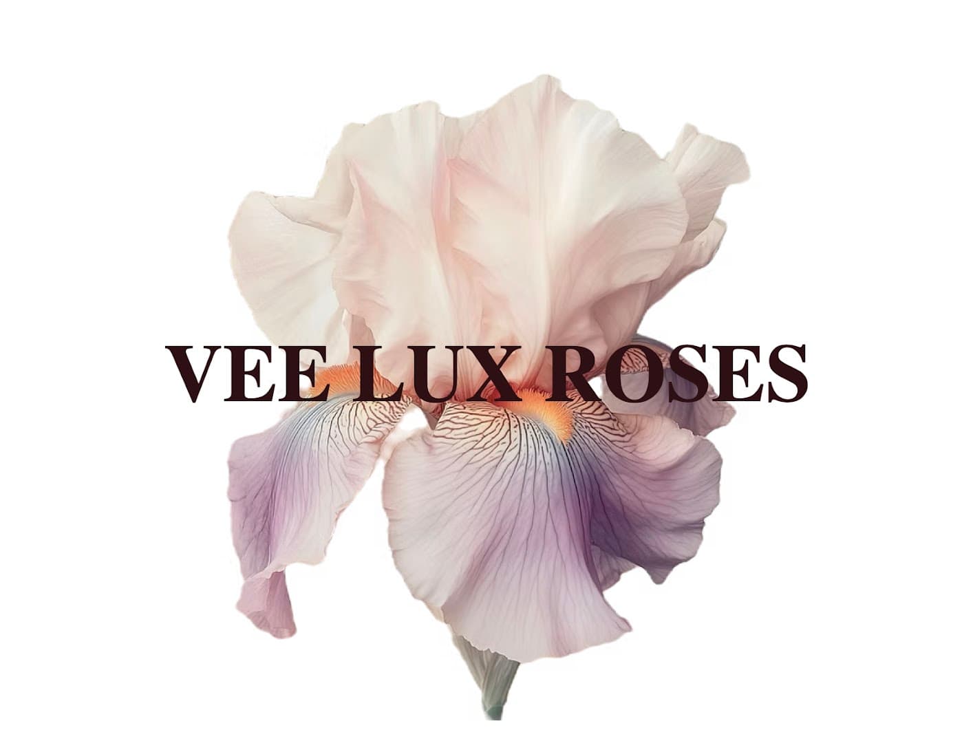 Vee Lux Roses - Image 1