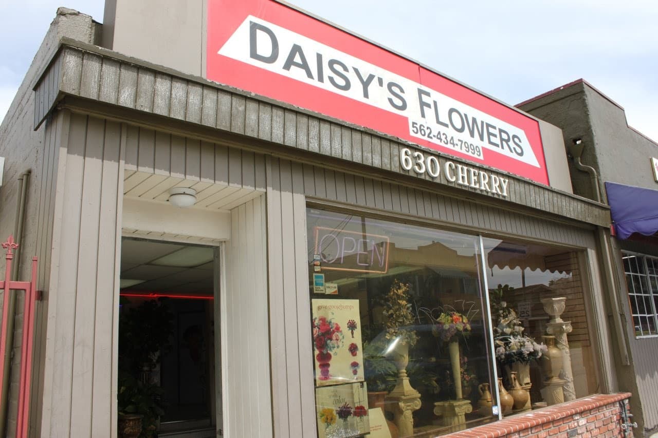 Daisy Flowers - Image 1