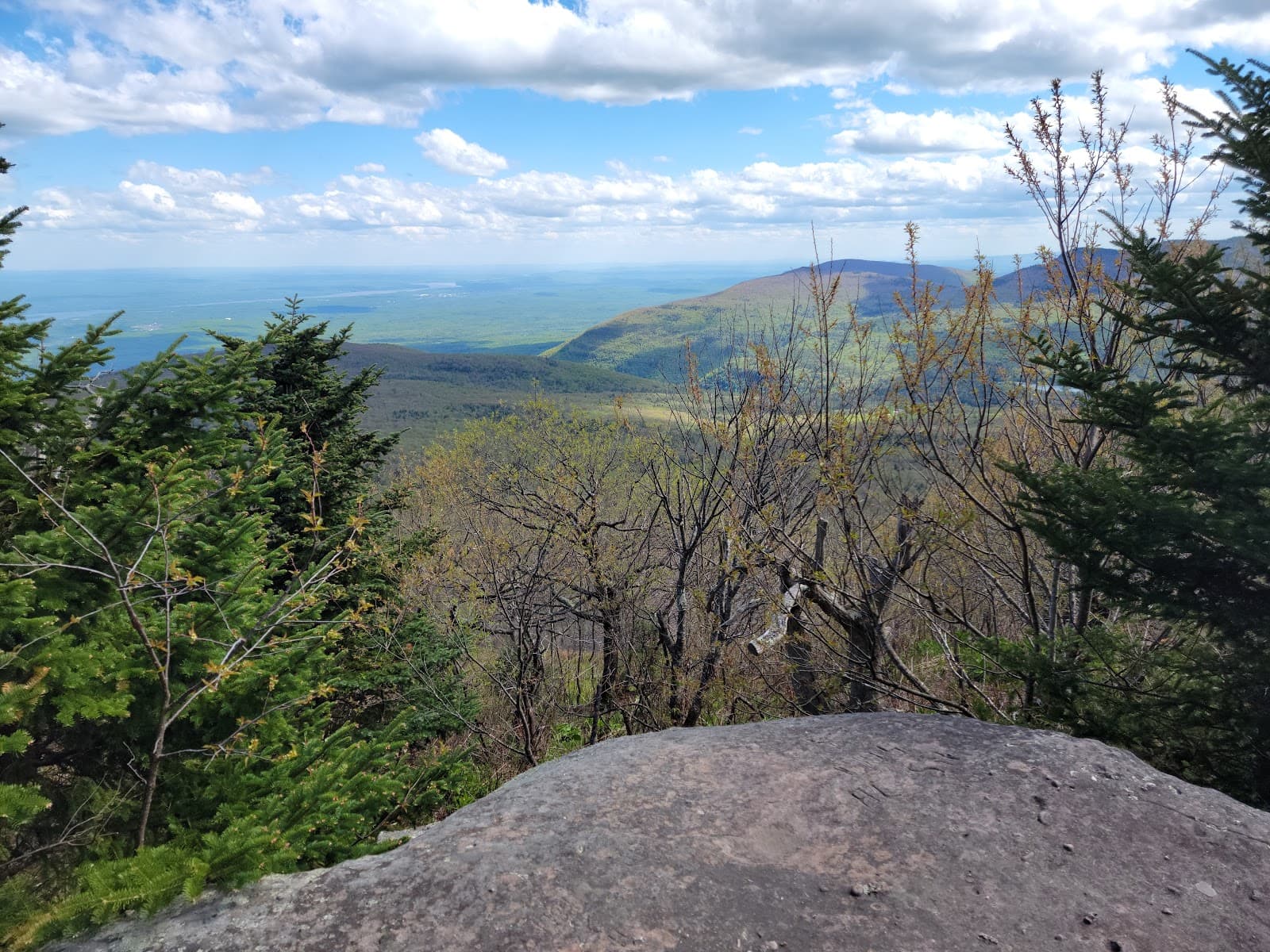 Mondial Flowers - Image 1