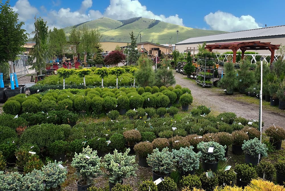 Montana Ace | The Garden Place - Image 1