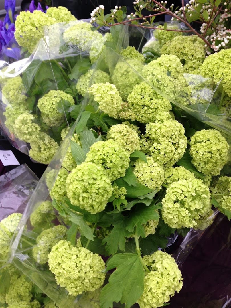 Illinois Willows - Image 1