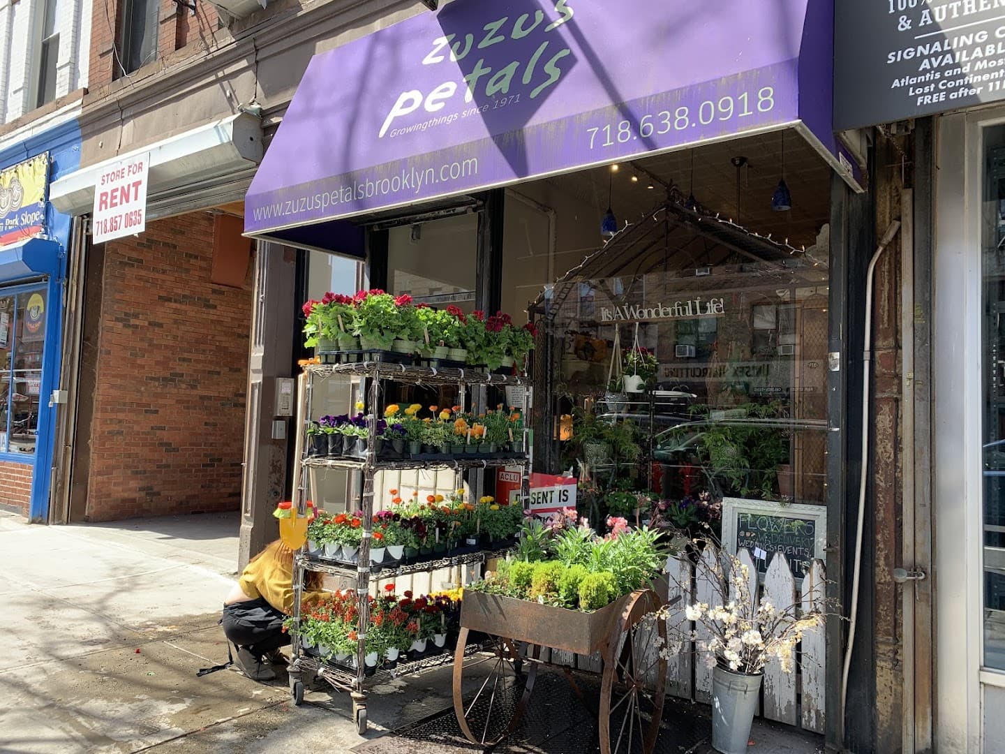 Zuzu's Petals - Image 1