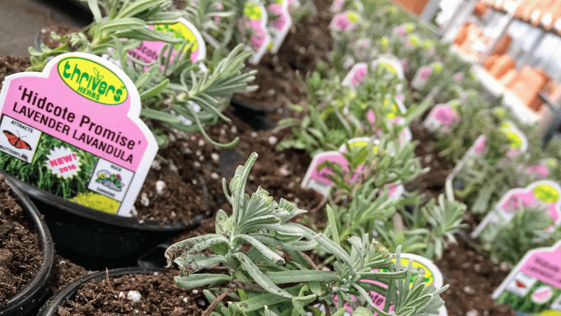 The Garden - Image 1