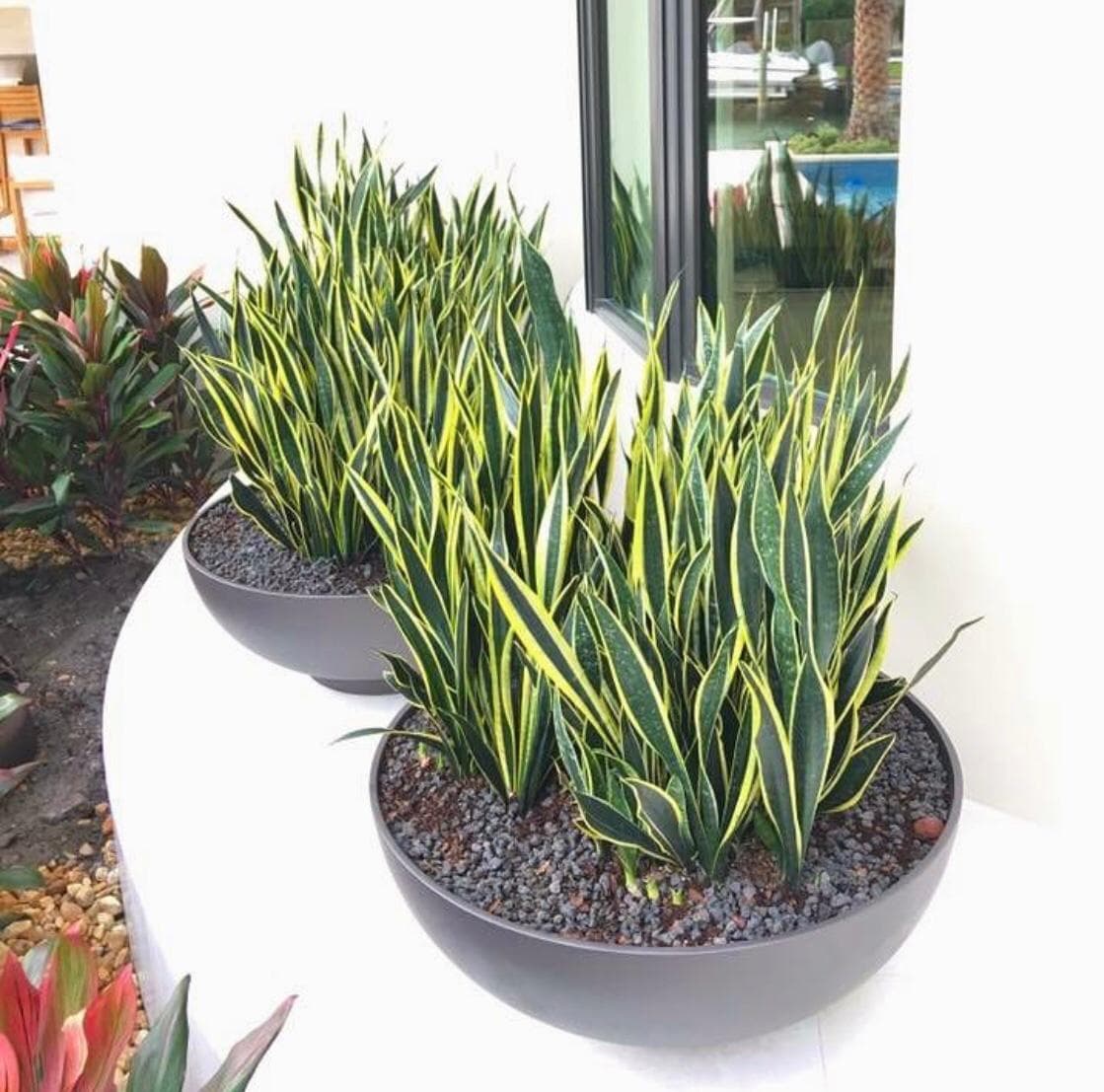 The Plant Guy - Image 1