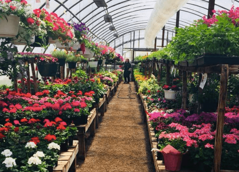 Spring At Last Greenhouse - Image 1