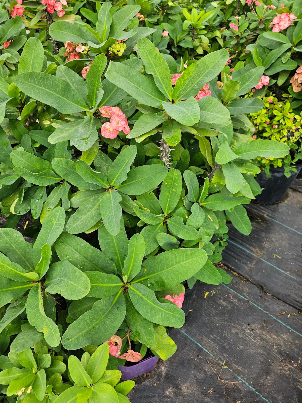 Isabela Nirsery - Image 1