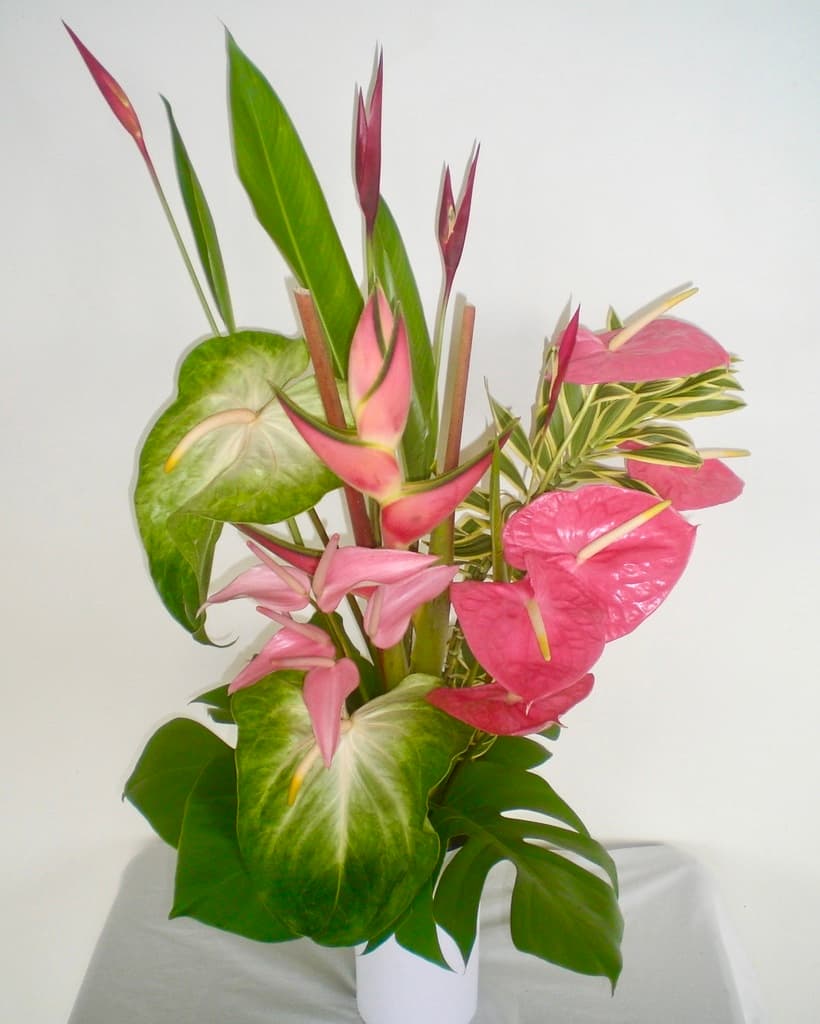 Bob‘s Tropicals - Image 1