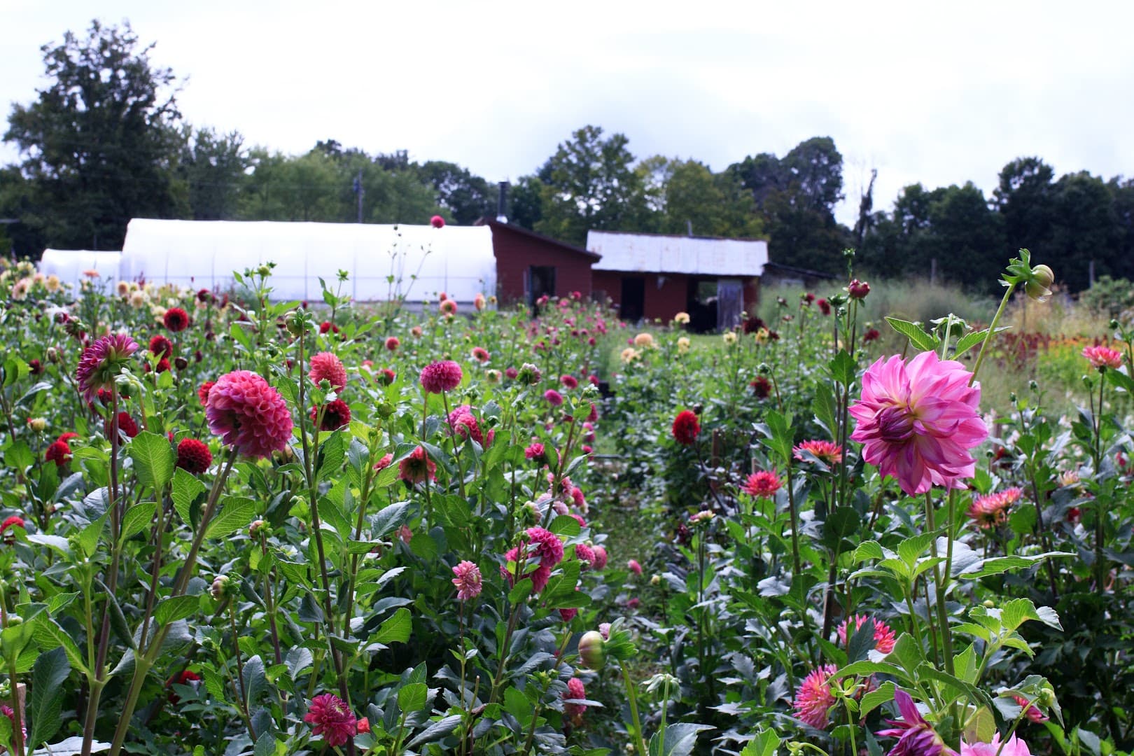 Stars of the Meadow - Image 1