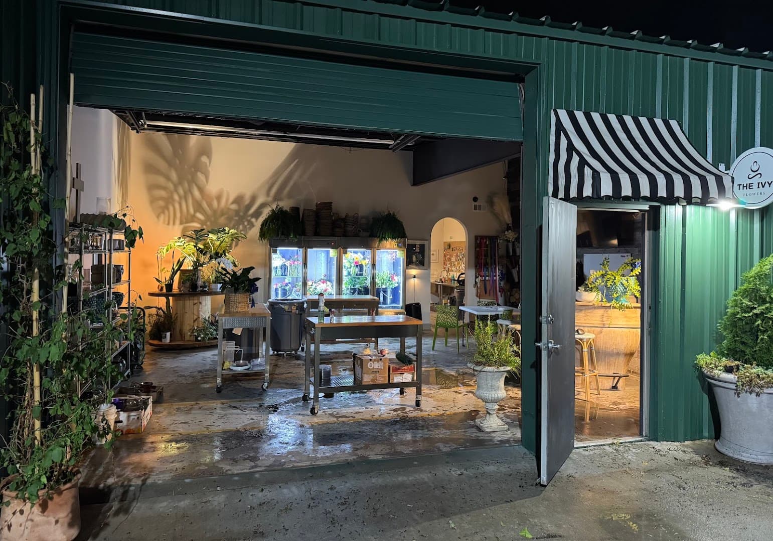 The Ivy Flowers - Image 1