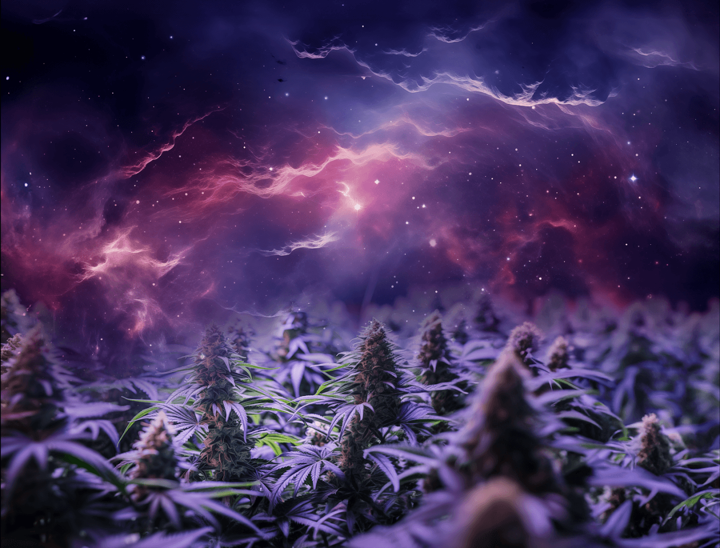 Perpetual Dispensaries - Image 1