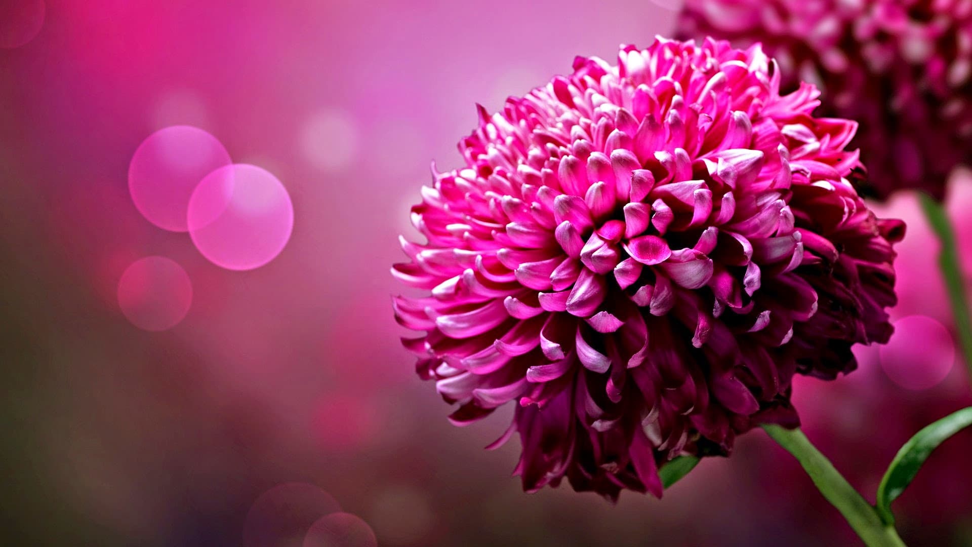 Everlastings & More Florist, Floral Arrangements, Flowers and Gifts - Image 1