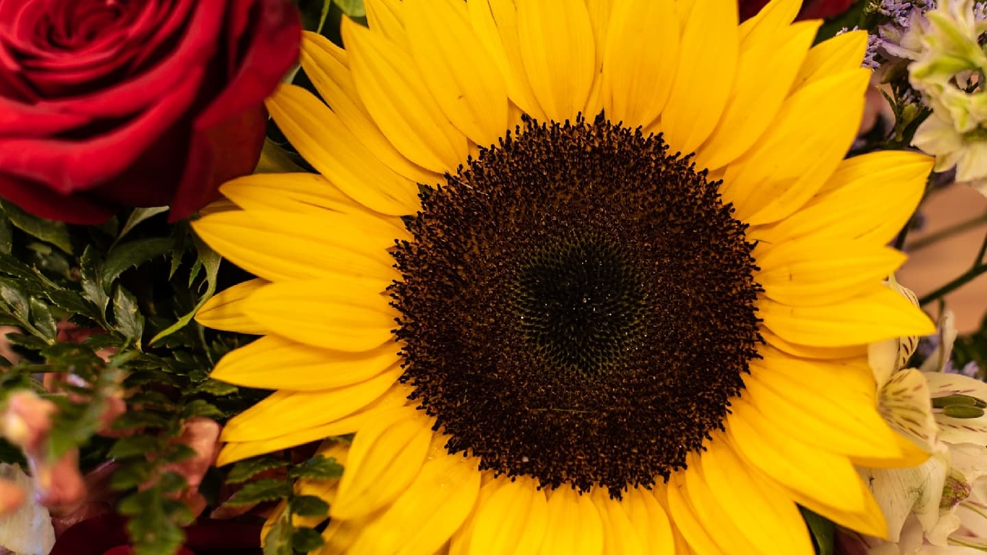 Apache Junction Flowers - Image 1