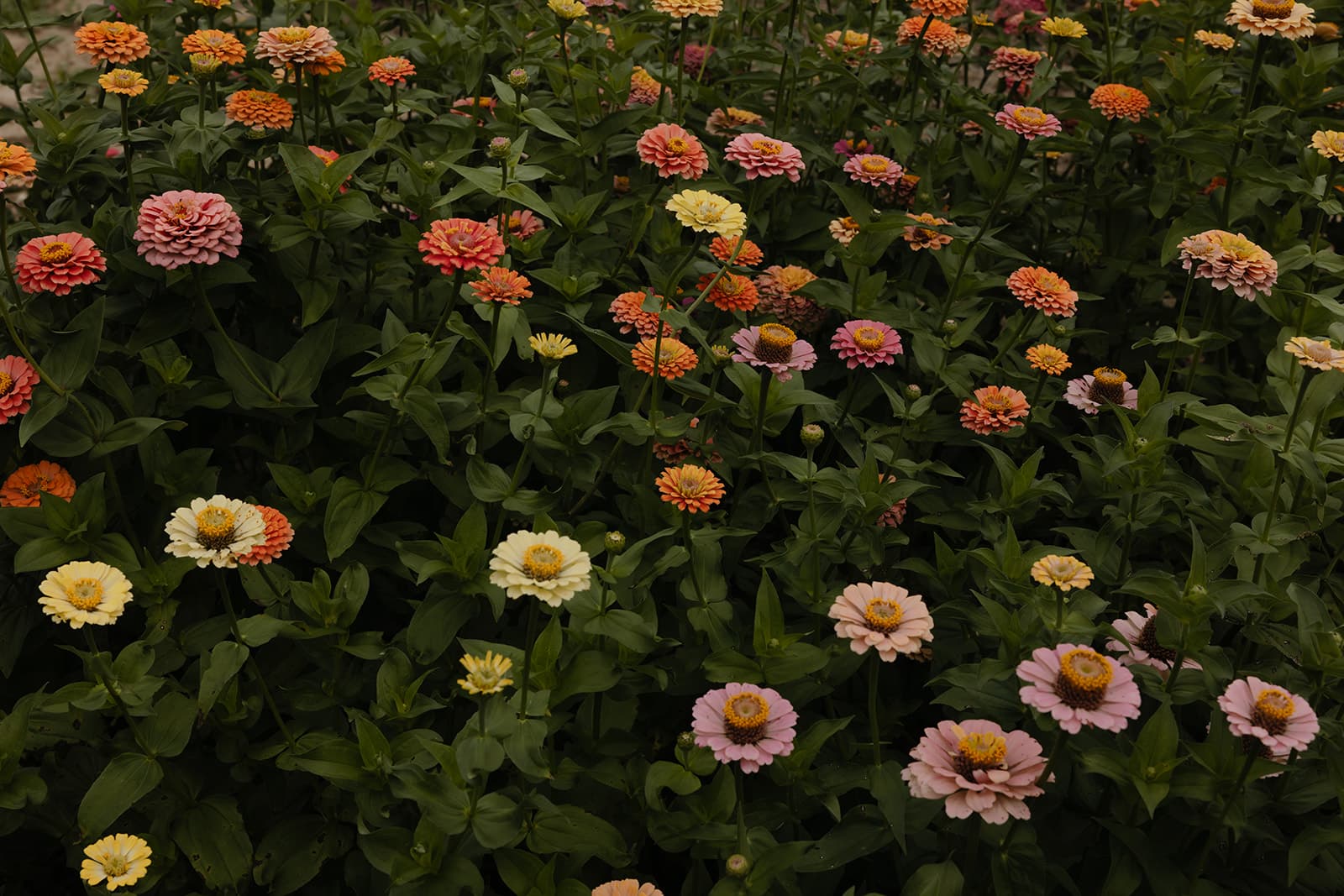 Fields of Glory - Image 1