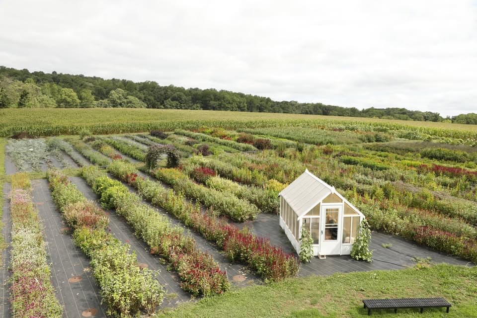 Country Joy Flowers - Image 1