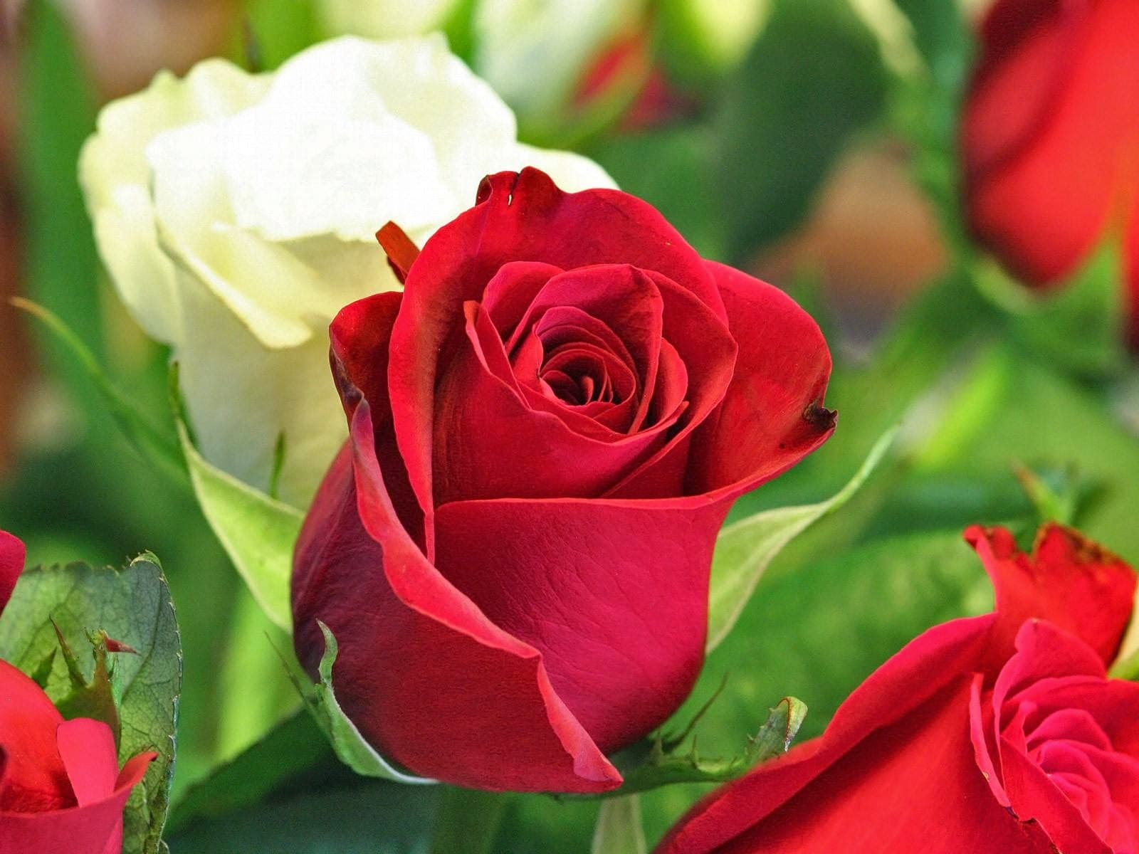 The Fig Tree Florist & Gifts - Image 1