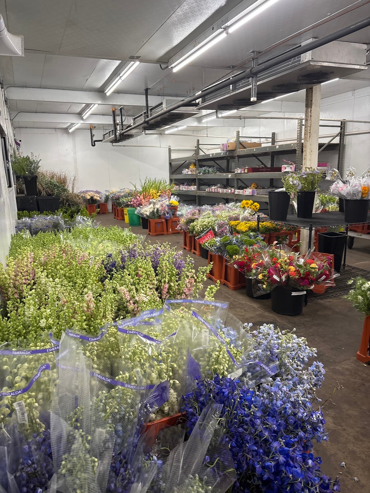 DWF St. Louis Wholesale Florist - Image 1