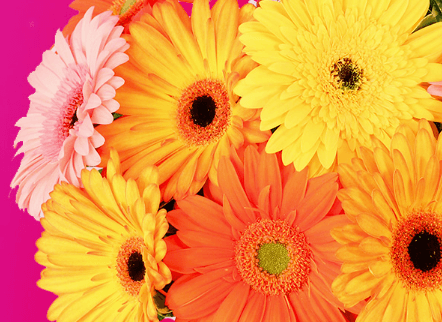 Petals Flowers & Gifts - Image 1