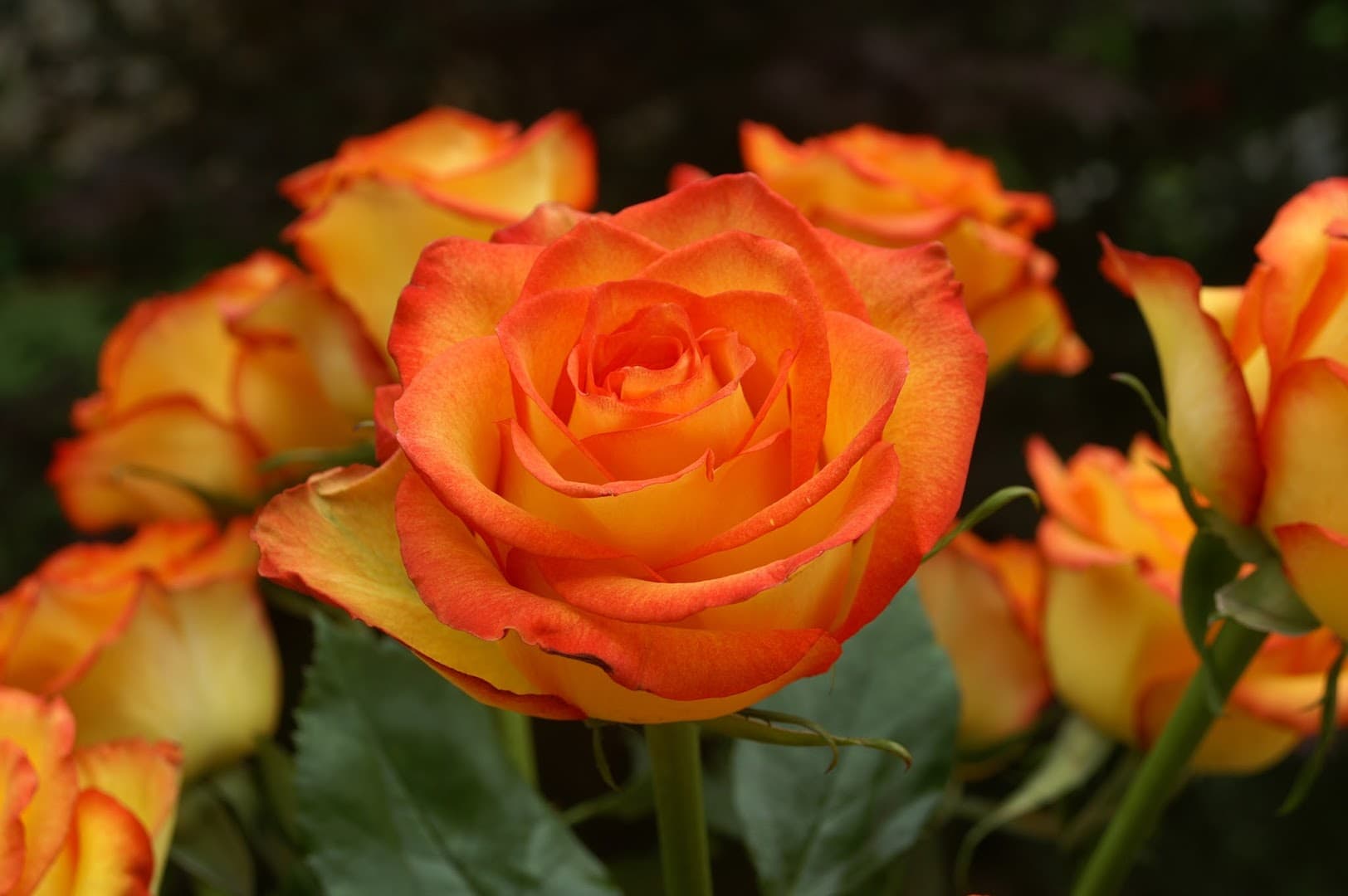 Full Pot of Flowers Wholesale - Pompano Beach - Image 1