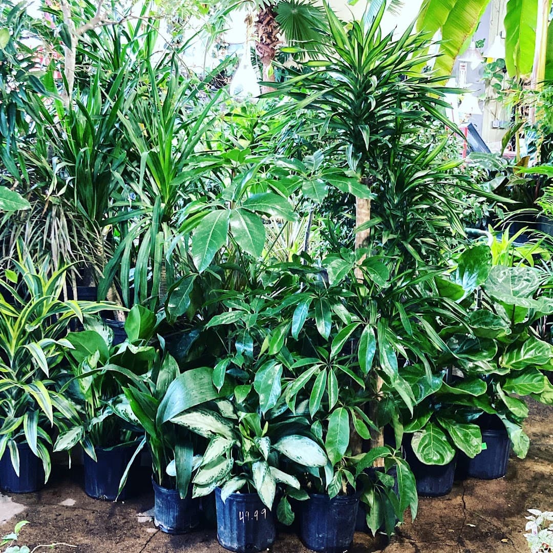 Paradise Palm Indoor Garden Store - Image 1