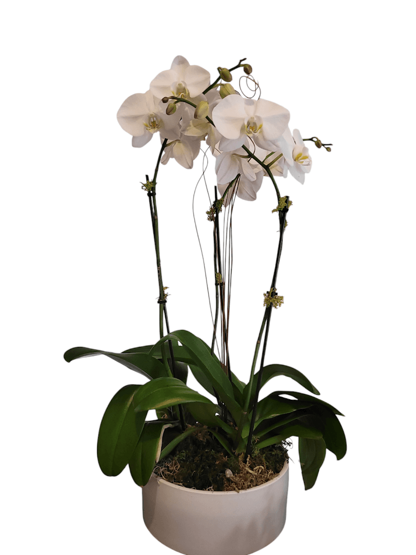 Margarita's flowers - Image 1