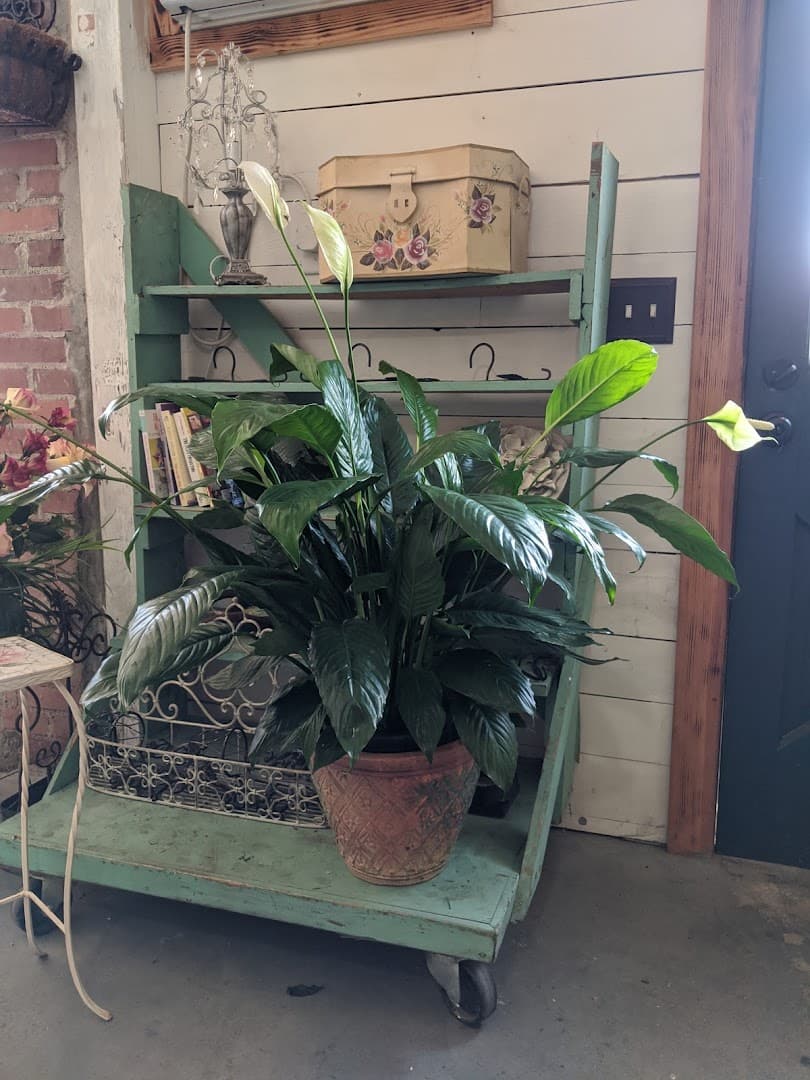 Julies Flower Patch - Image 1