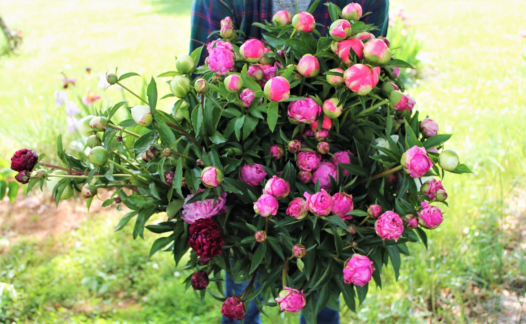 Peony Flowers VA - Image 1