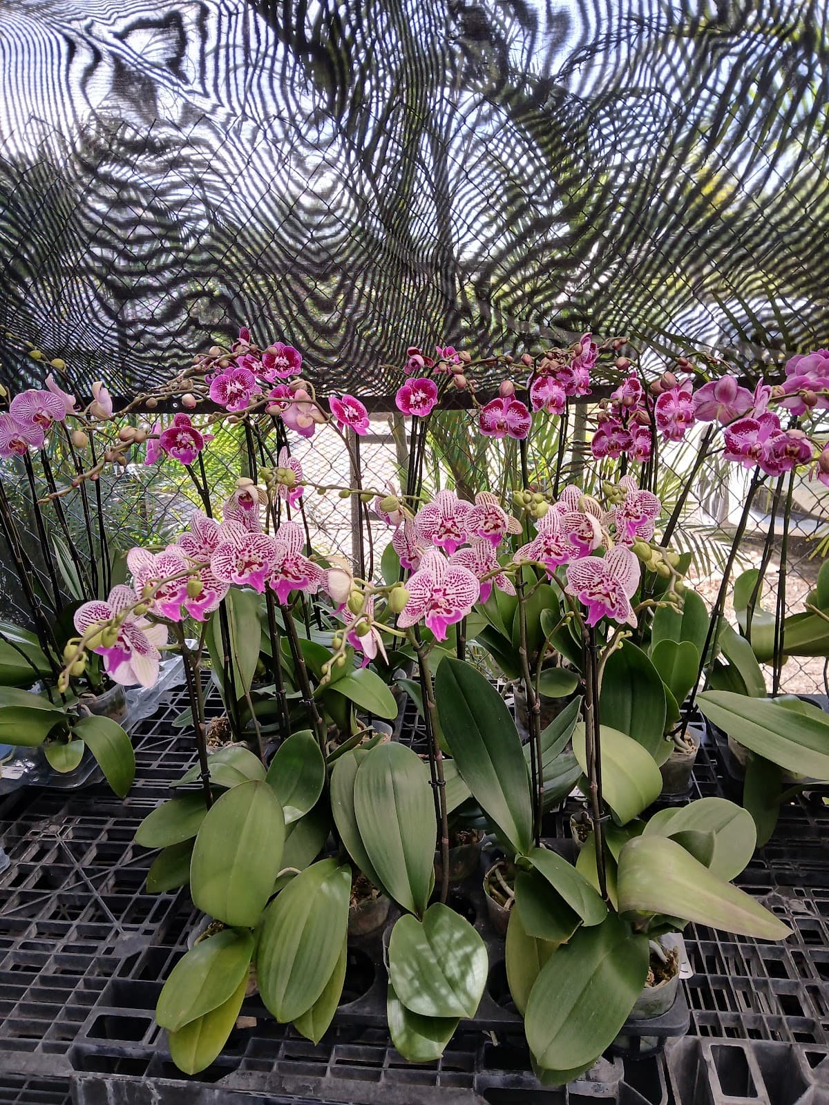 Rosie’s Orchids & Plant World - Image 1