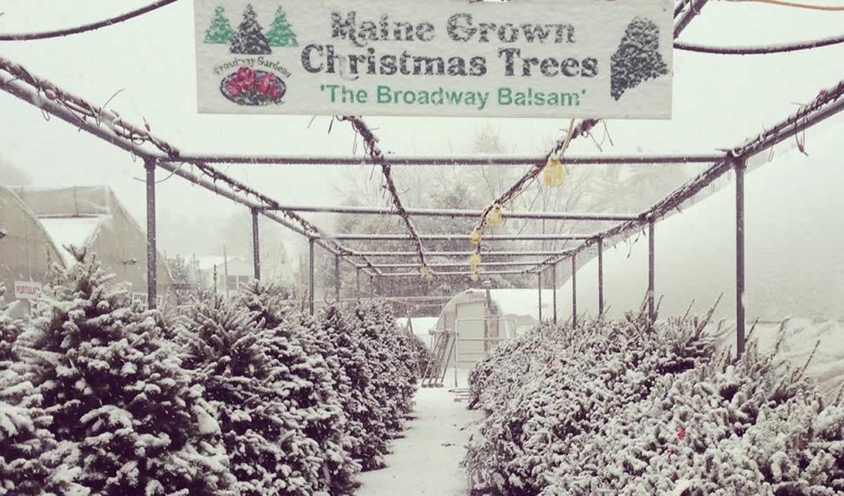 Broadway Gardens Greenhouses Inc. - Image 1