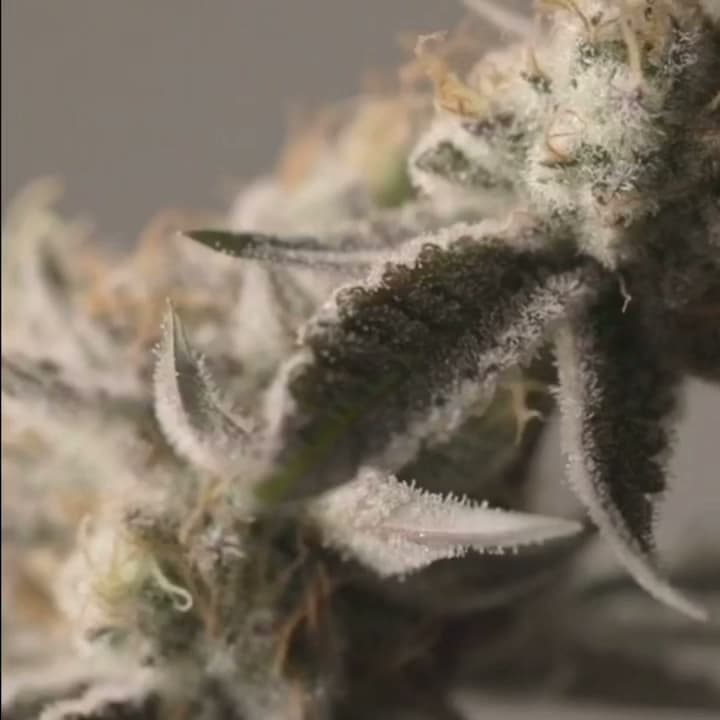 Insa Cannabis Dispensary Salem - Image 1