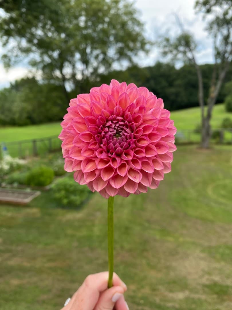 Nowadays Flowers - Image 1