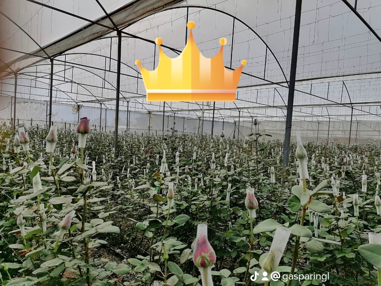 Gaspar Flowers Shop & Wholesale - Image 1