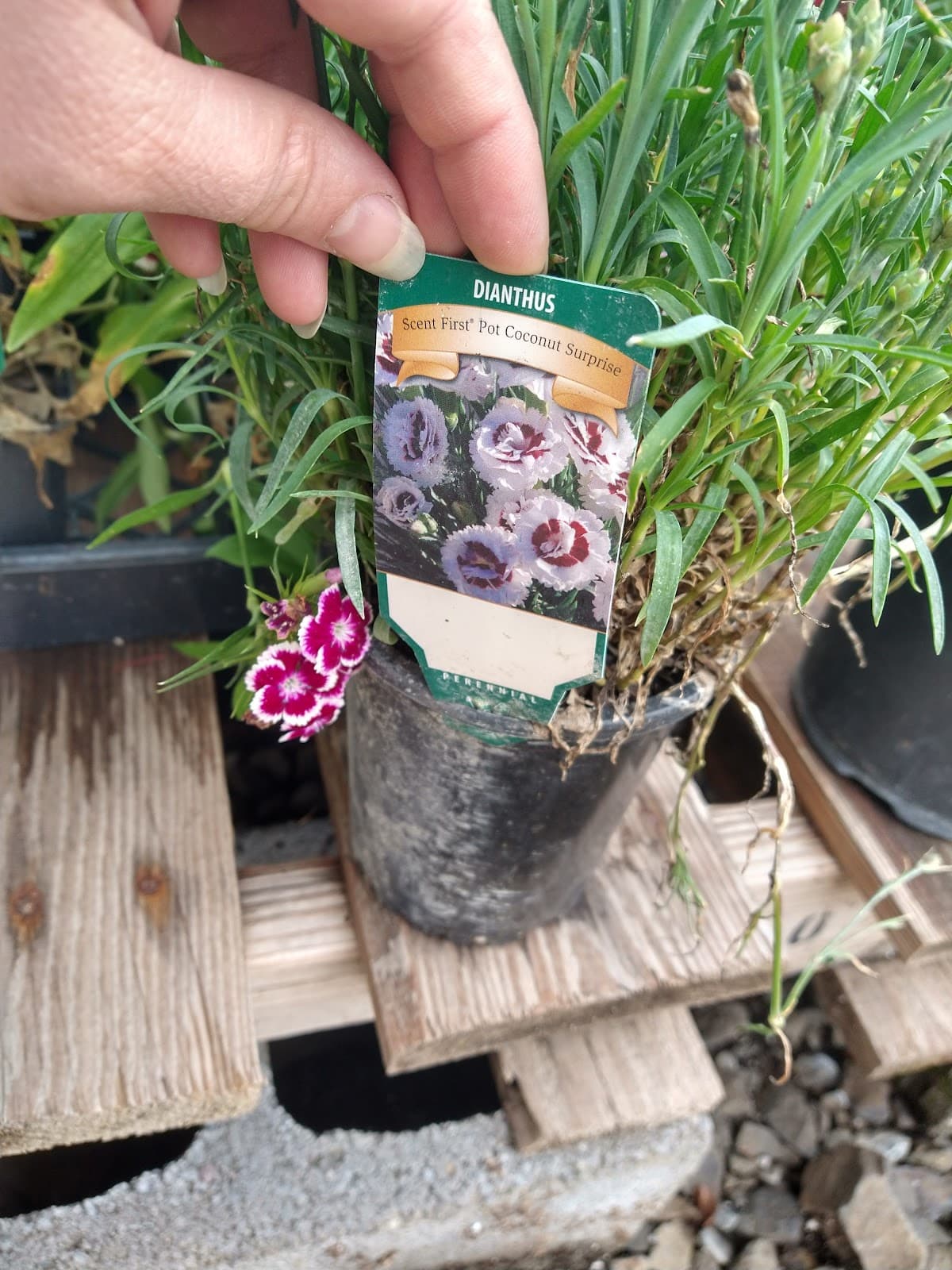 Green Acres Nursery - Image 1