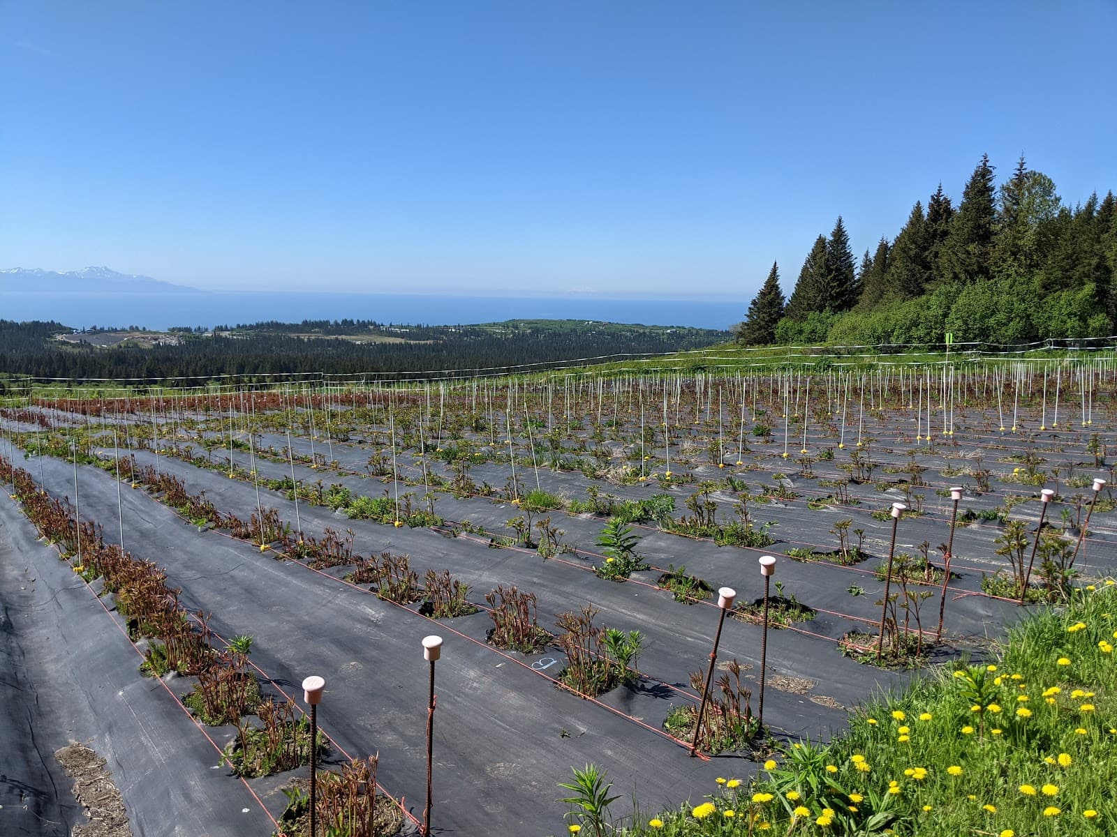 Diamond Ridge Peonies - Image 1