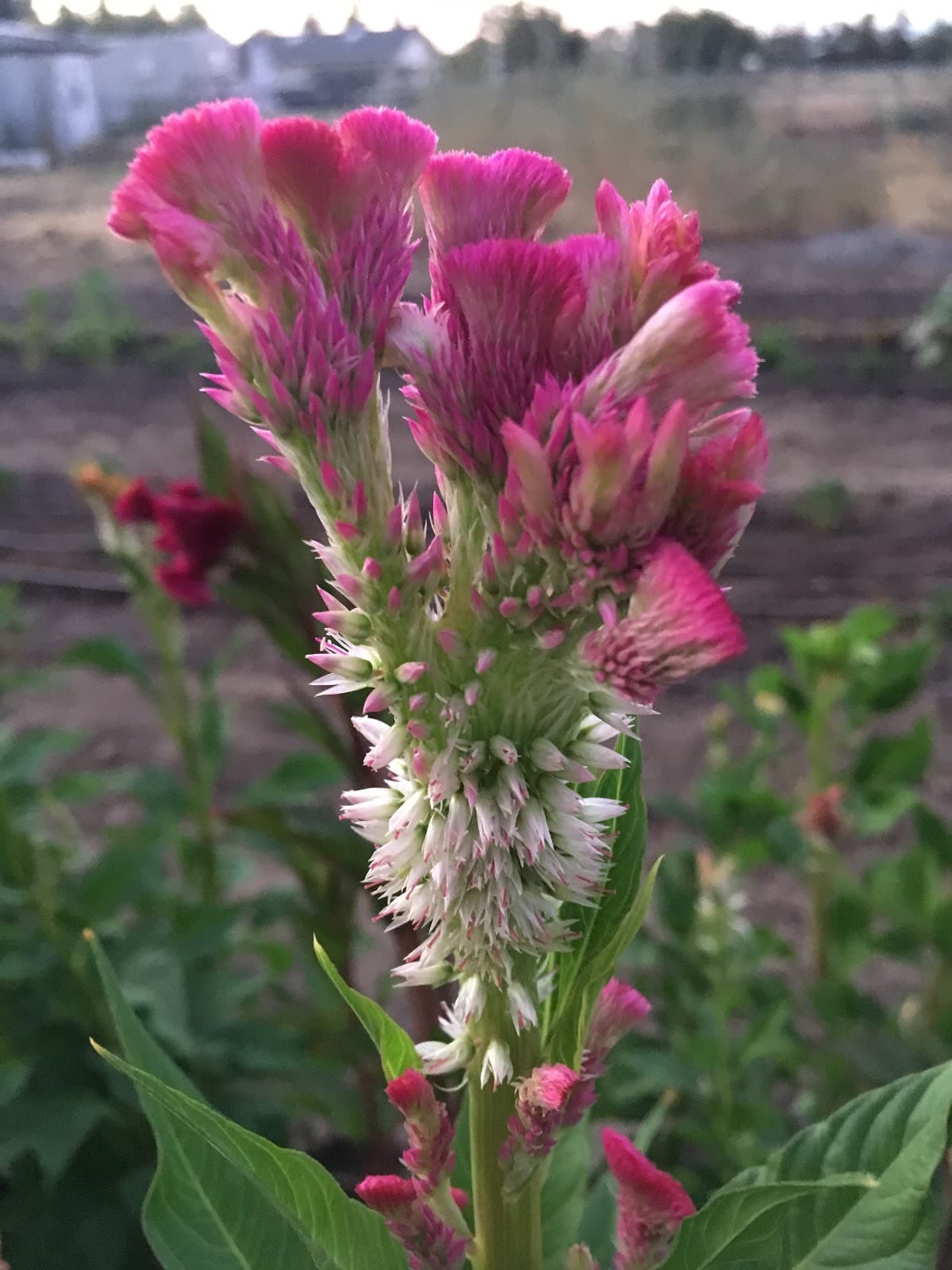 Wynnie's Flower Farm - Image 1