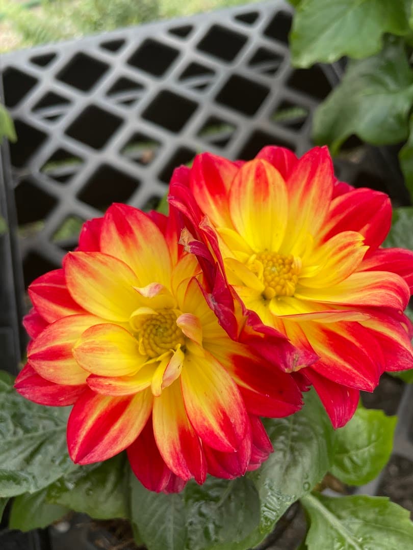 Bloomers at MidTown - Image 1
