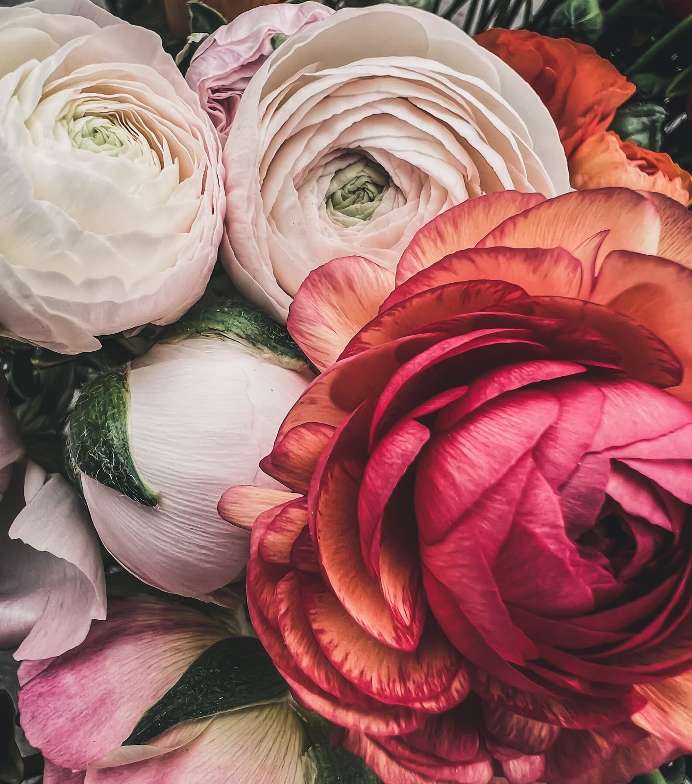 Black Petal Farm - Image 1