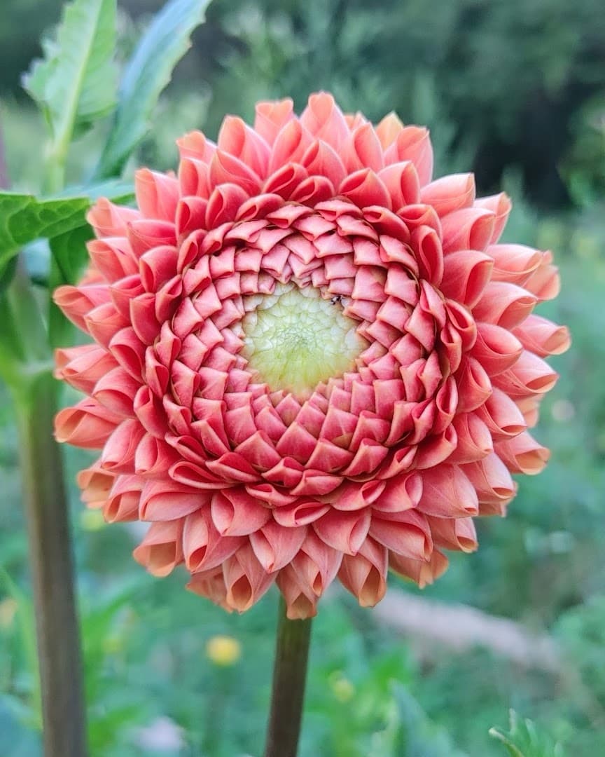 Calamity Blooms - Image 1