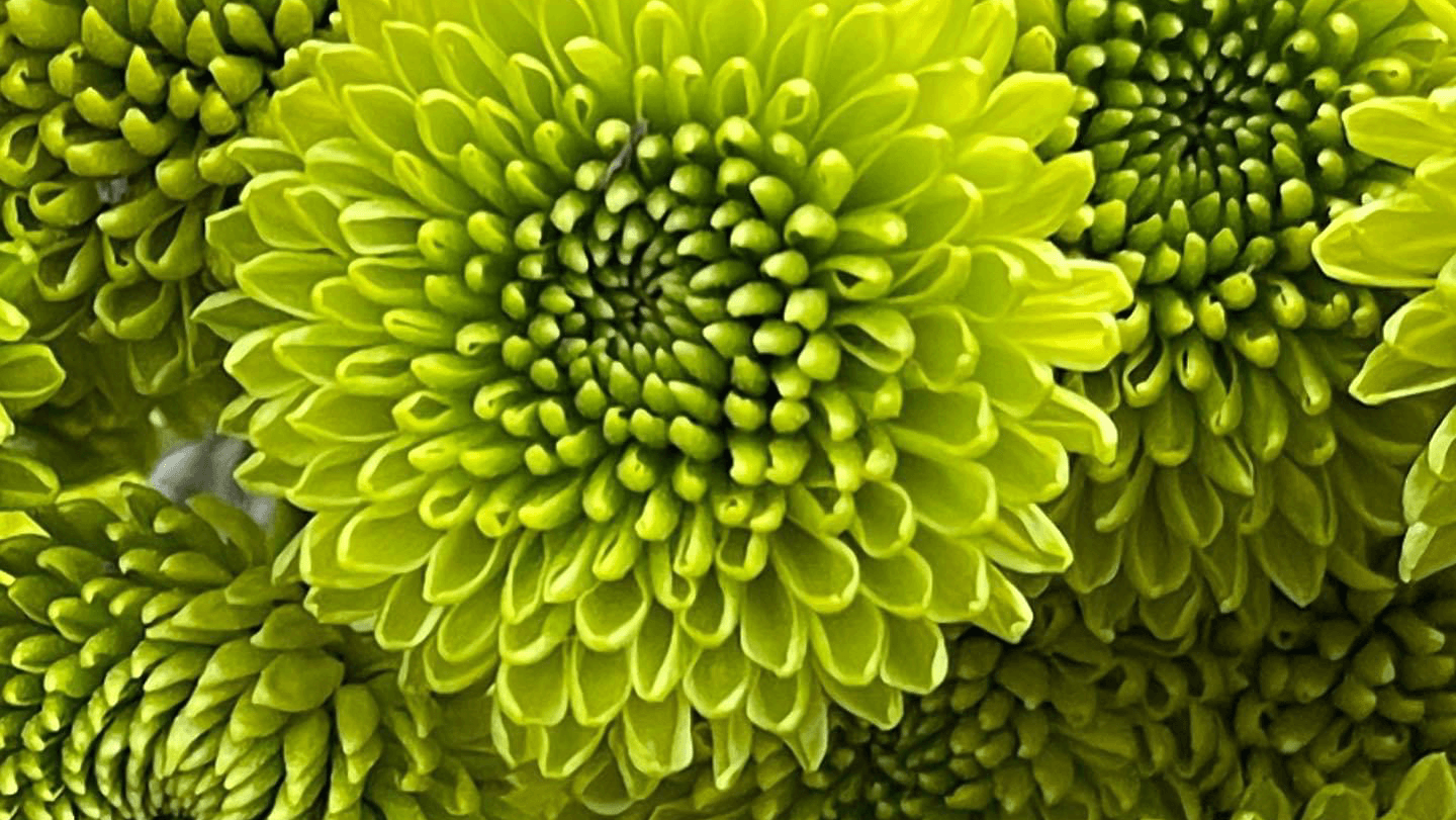flower classroom - Image 1