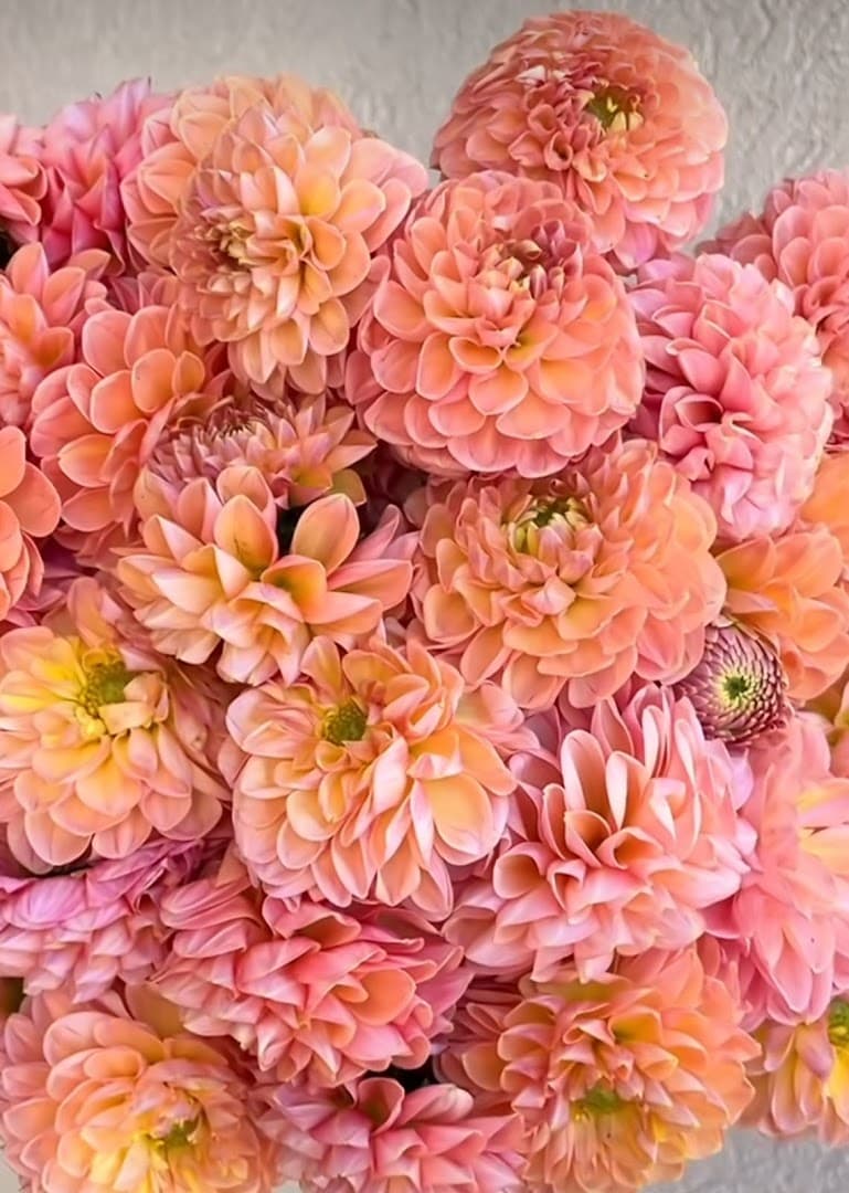 DVFlora - Image 1