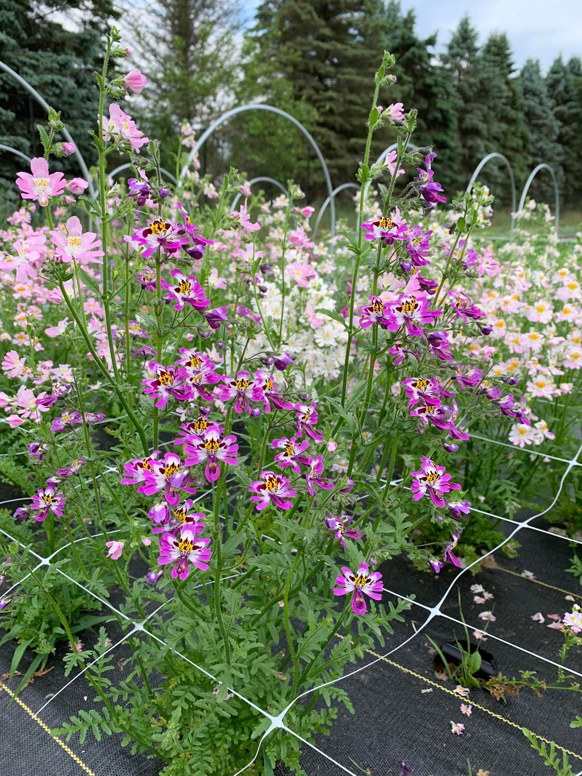 Enchanted Gardens - Image 1